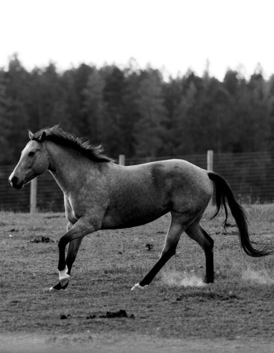 a black and white photo of a horse running in a field