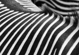 Zebras' unique stripes are on display.
