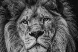 grayscale photography of lion