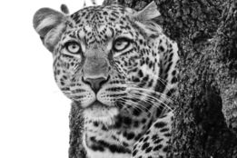 a black and white photo of a leopard in a tree