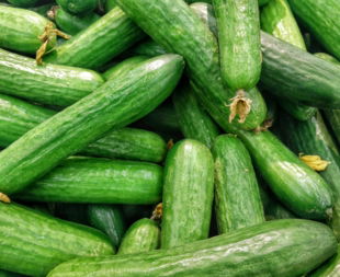 cucumber lot