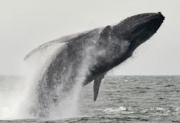 whale tail in the middle of ocean