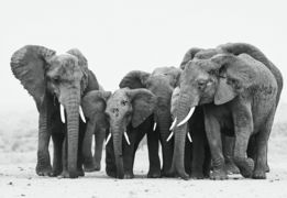 A herd of elephants standing next to each other