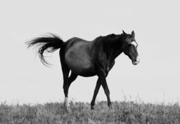 a horse standing in a field
