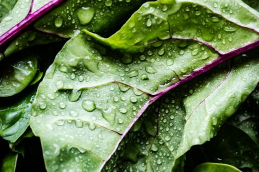 green and purple leaves with water droplets