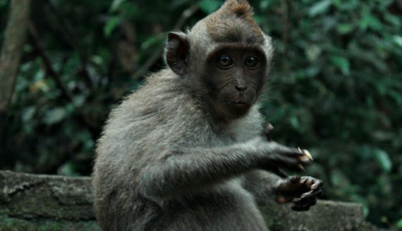 a-monkey-sits-on-a-rock-holding-food-.jpg A monkey sits on a rock holding food.